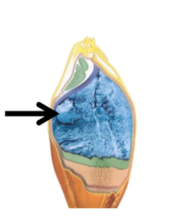 Longitudinal view of a barley kernel